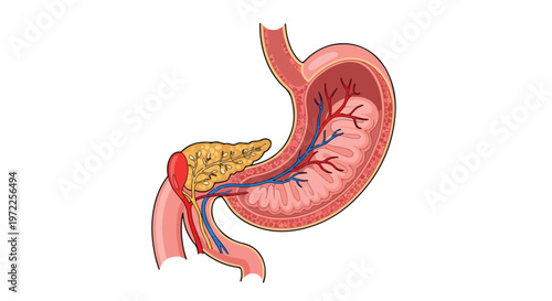 Cross-section illustration of the human stomach and pancreas showing internal anatomy and blood vessels clearly