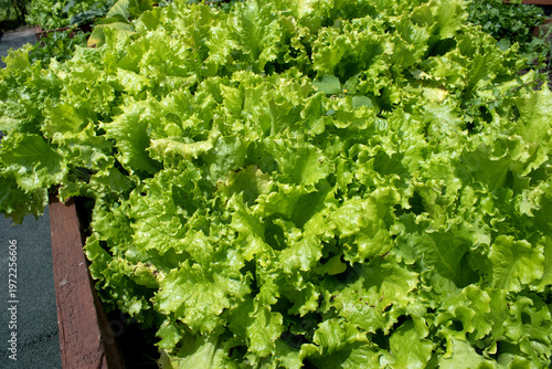 Tablou pe pânză Lettuce leaves as a background image