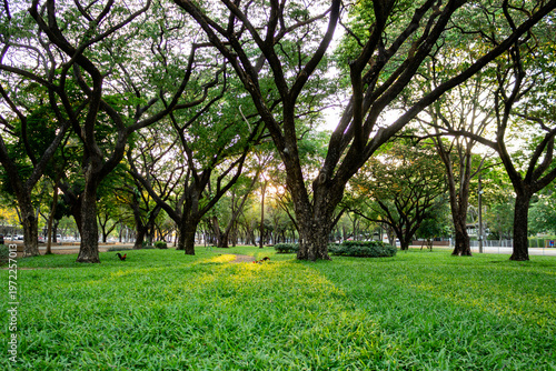 Sunset in a park during summer, with a grassy area; a wide-angle view. There is space for text.