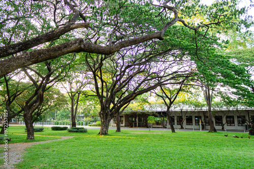 Sunset in a park during summer, with a grassy area; a wide-angle view. There is space for text.