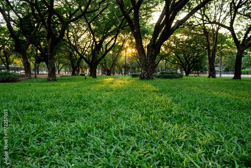 Sunset in a park during summer, with a grassy area; a wide-angle view. There is space for text.