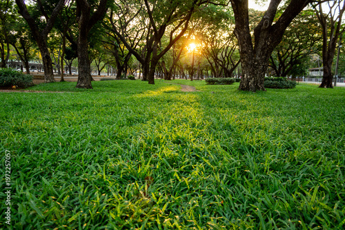 Sunset in a park during summer, with a grassy area; a wide-angle view. There is space for text.