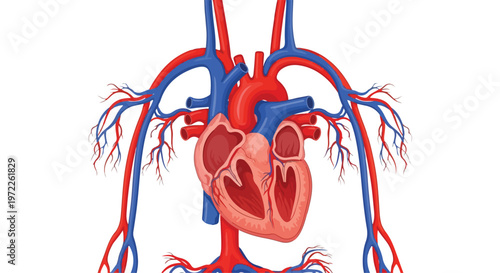 Detailed anatomical illustration of the human heart with major arteries and veins clearly visible in red and blue
