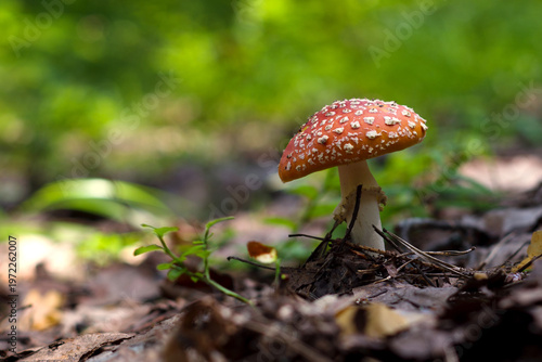 amanita muscaria fly agaric mushroom