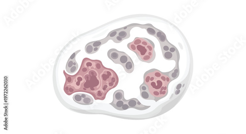 Cross section of a human adipose tissue showing fat cells and blood vessels with pink and gray tones