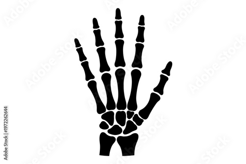 Human hand skeleton on white background