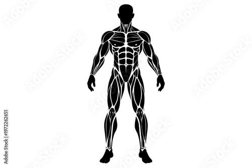 Silhouette of human musculature diagram