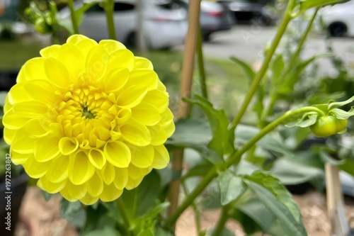 Yellow dahlia flower blooming in summer garden