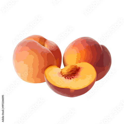 A pair of fresh apricots with one cut in half to reveal its juicy pit isolated on white background, Vector