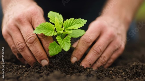 Social justice visual concept, hands planting a green seedling in rich soil