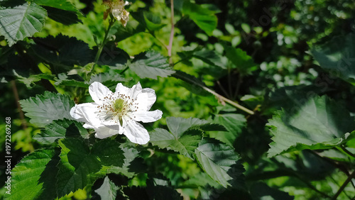A beautiful white blackberry flower surrounded by lush green leaves in a natural setting. Horizontal orientation.