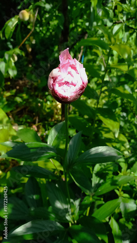 A close-up shot of a beautiful pink peony bud in a lush green garden. The image showcases vibrant colors and captures the essence of spring. Vertical orientation.