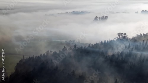 Aerial pullback over misty forest at sunrise Northland New Zealand
