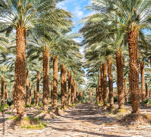 Plantation of date palms. Image depicts healthy food and sustainable industrial agriculture production. Date palm is ancient plant and famous food crop in the Middle East and North Africa
