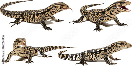 Set of Striped Lizard Illustrations with Various Poses for Wildlife, Reptile, and Animal-Themed Graphics
