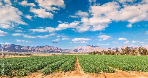 Panorama. Field with ripening green steams of garlic plants and advanced system of irrigation. The photo depicts GMO free sustainable agriculture industry in desert and arid areas of the Middle East