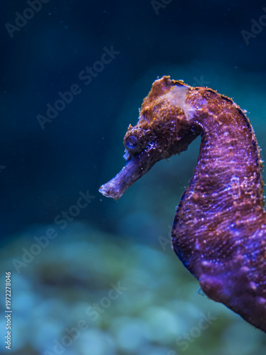 Red seahorse under the water surface.