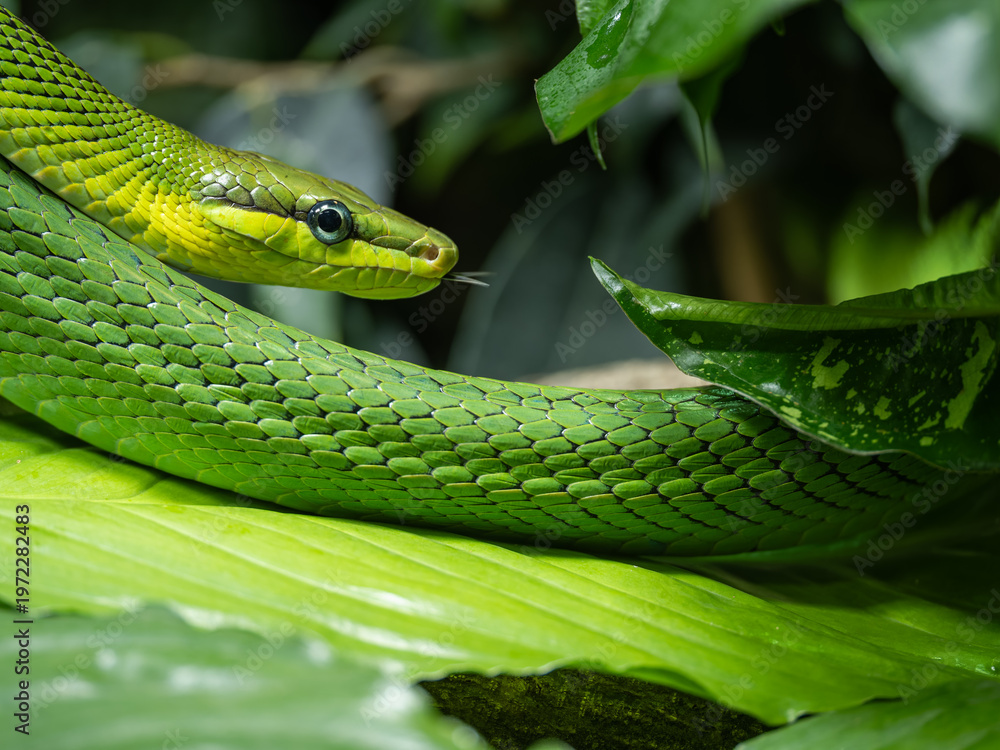 Fototapeta premium Rhinoceros ratsnake among green leaves.
