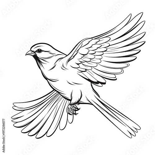 Avian Sketch Cartoon Vector in Flight