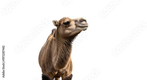 Close-up of a Camel's Head and Neck with a Smiling Expression in Brown Fur