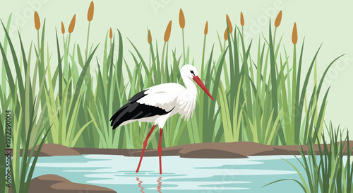 Majestic white stork with black wings and a long red beak standing in a shallow swamp area with tall grass.