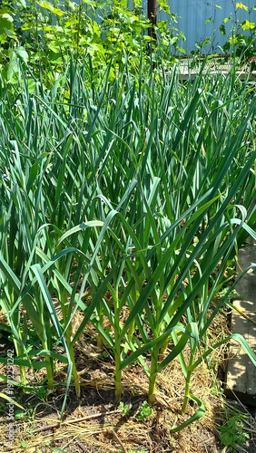 A lush green field of growing garlic plants, showcasing tall green stalks thriving in a sunny environment. The image reflects the essence of gardening. Vertical orientation.