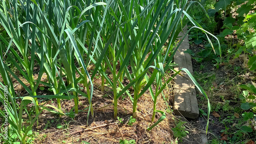 A lush green field of growing garlic plants, showcasing tall green stalks thriving in a sunny environment. The image reflects the essence of gardening. Horizontal
orientation.