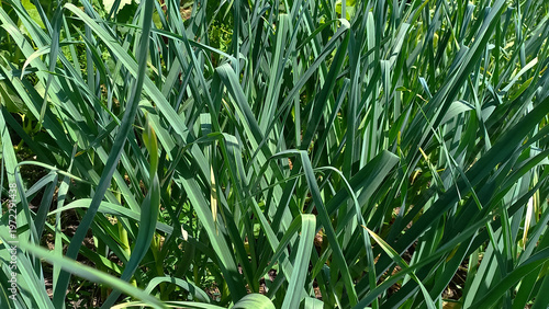 A lush green field of growing garlic plants, showcasing tall green stalks thriving in a sunny environment. The image reflects the essence of gardening. Horizontal
orientation.