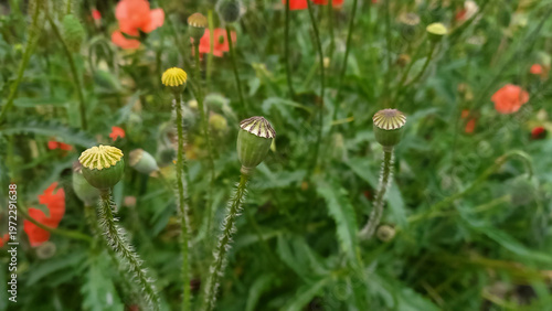 A horizontal photograph of flower buds with green stems in the foreground, set against a vibrant backdrop of red poppies, capturing the beauty of wildflowers in their natural habitat.