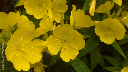 A horizontal photograph showcasing bright yellow evening primrose flowers with delicate petals and green leaves, highlighting the beauty of nature in full bloom.