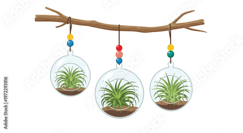 Set of three air plants grows inside transparent glass hanging globes suspended from a rustic wooden branch with colorful beads.