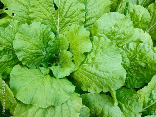 close up of green leaves