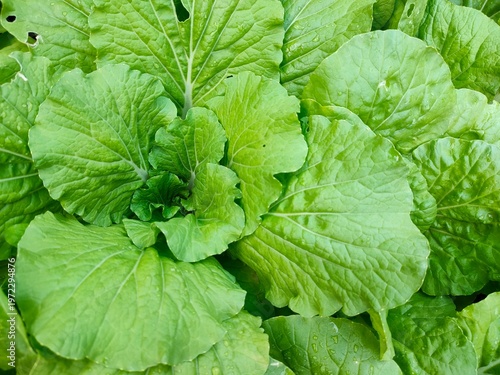fresh green cabbage