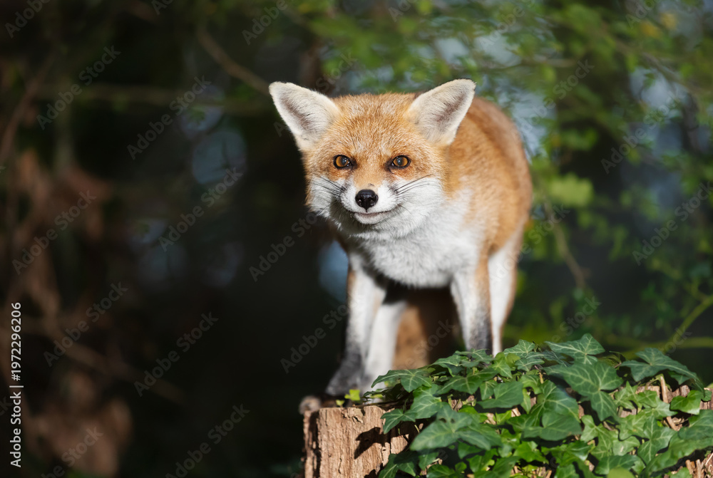 Fototapeta premium Portrait of a cute red fox standing on a tree stump in a forest