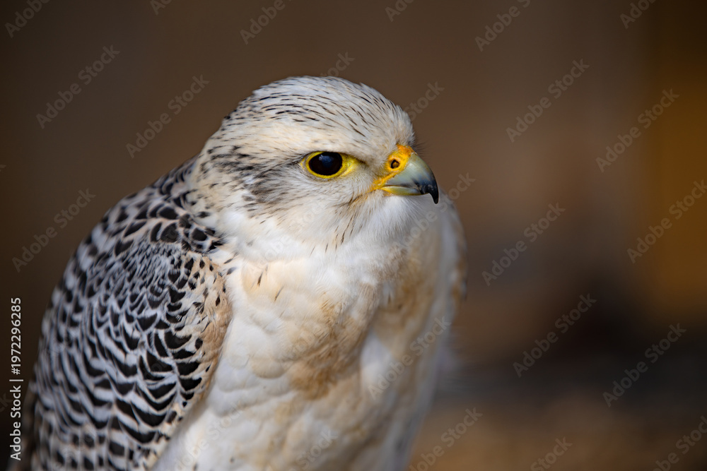 Fototapeta premium Portrait of a Gyrfalcon x Saker Falcon.