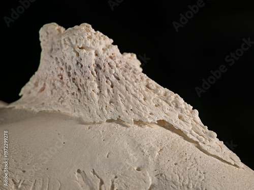 Close-up of the frontal protrusion (ossicone) on a giraffe skull.