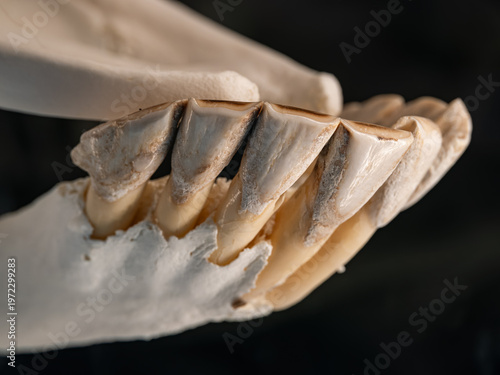 Принти на полотні Close-up of giraffe front teeth on a skull.