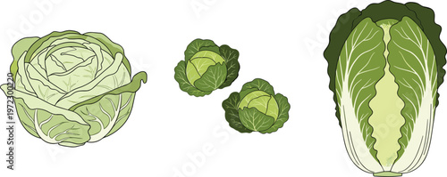 Assorted Cabbage and Lettuce Vegetable Collection with Green Leafy Organic Produce Illustration for Healthy Food, Farming, Grocery, and Nutrition Design
