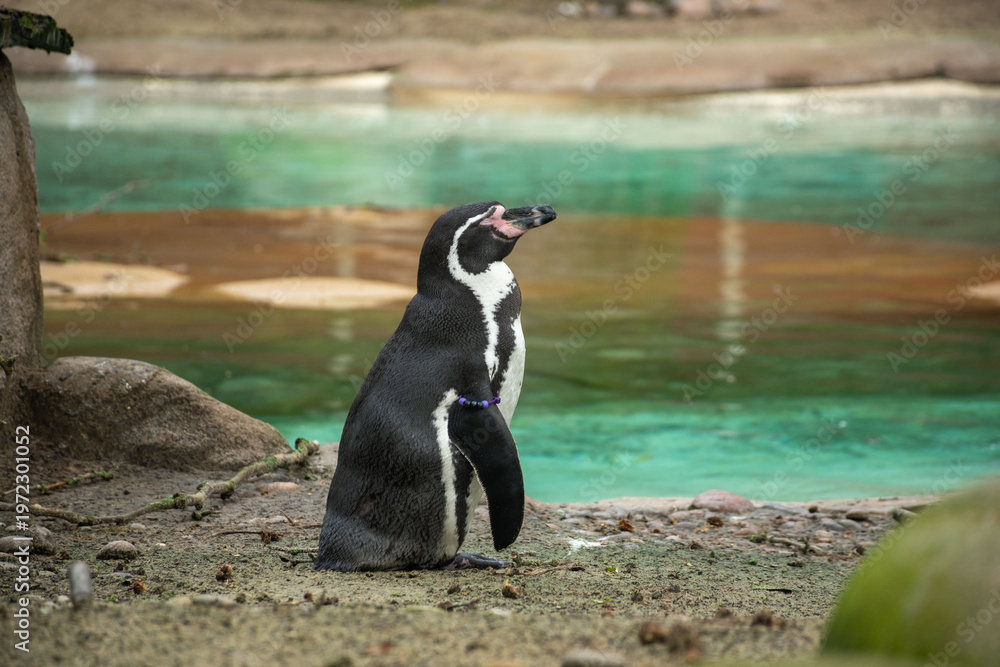 Fototapeta premium A penguin standing by the water, showcasing the unique wildlife environment. Perfect for topics on conservation, nature, and animal behavior.