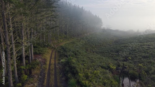 Aerial drone flying along forest trail through misty pine trees New Zealand

