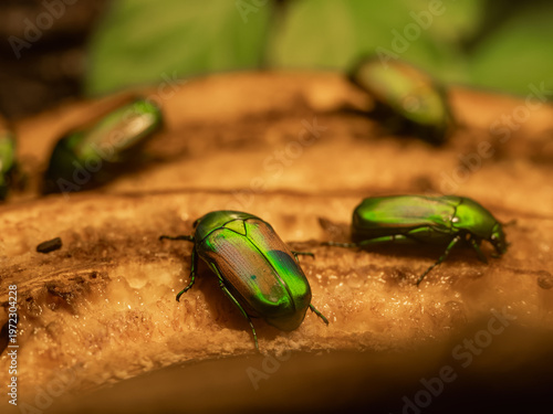 Фотография Beautiful green rose chafer beetles on a ripe banana.