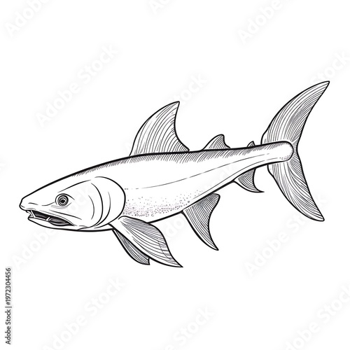 Minimalist Dogfish Vector on White Background