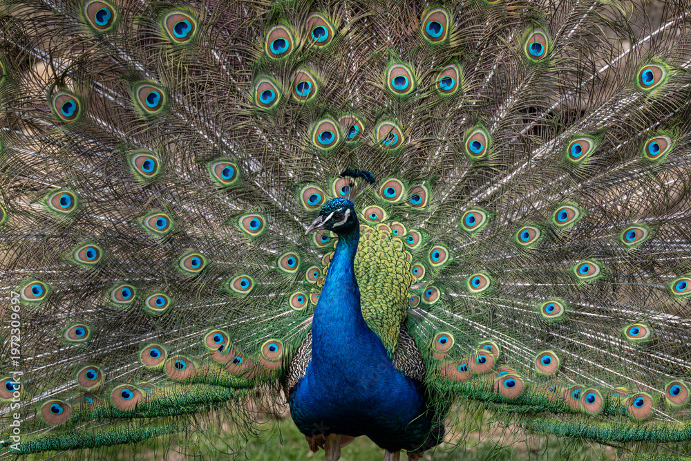 Fototapeta premium A male peacock with spread tail feathers outdoors.