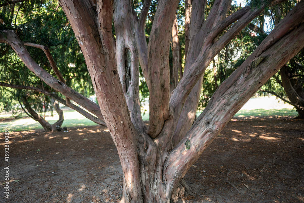 Fototapeta premium Multi-trunk tree with textured bark in sunlit park
