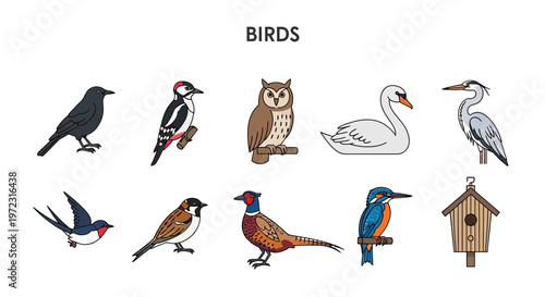 Collection of Diverse Bird Species Illustrated in a Hand-Drawn Style.