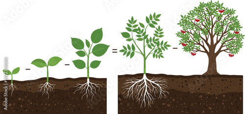 Plant Growth Stages Illustration Showing Seedling to Mature Fruit Tree with Root System, Botanical Development Process for Agriculture and Nature Education Design