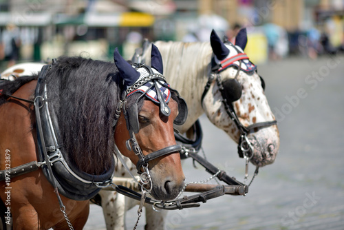 Fotografija Harnessed carriage horses with decorative fly masks