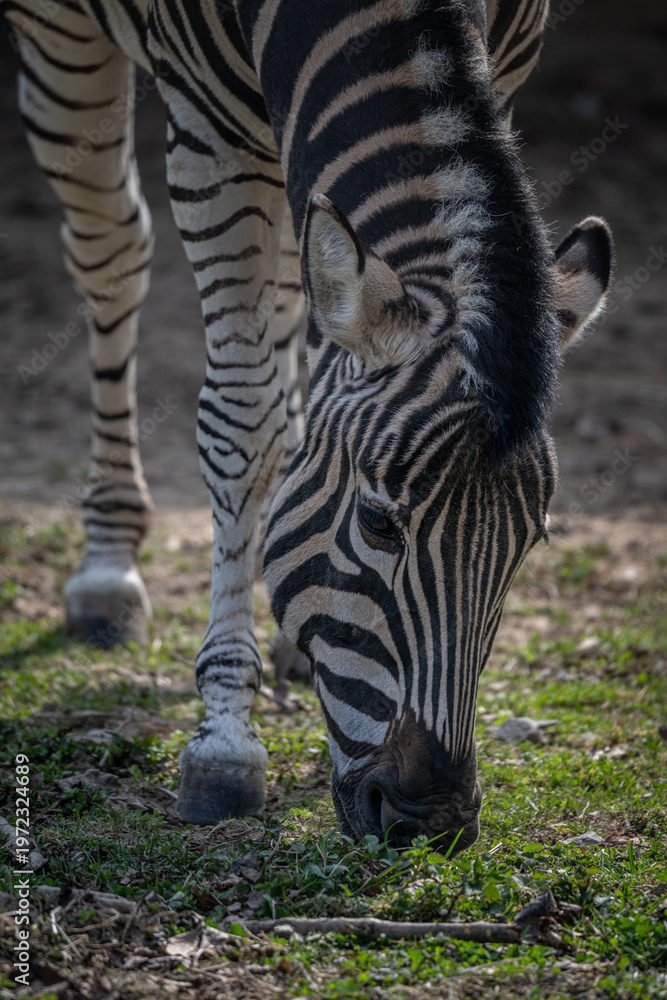 Fototapeta premium Close-up of a feeding Chapman's zebra's head outdoors in nature.