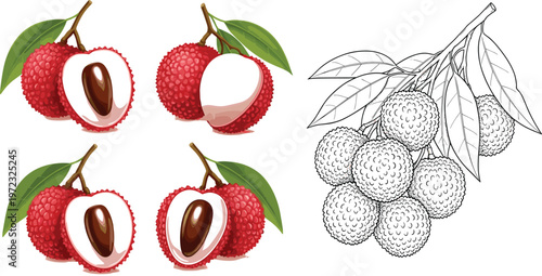 Lychee Fruit Vector Illustration Collection with Colored and Outline Versions Showing Whole and Cut Tropical Exotic Food Elements Isolated on Transparent Background