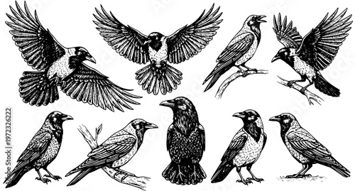 Foto Crow and Raven Engraving Vector Set – Flying, Perched, and Standing
